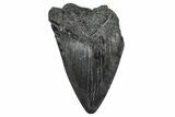 Partial Fossil Megalodon Tooth - South Carolina #376014-1